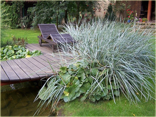 Wydmuchrzyca piaskowa Leymus avenarius